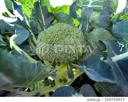 ブロッコリーの栽培 ブロッコリーの栽培 109749957