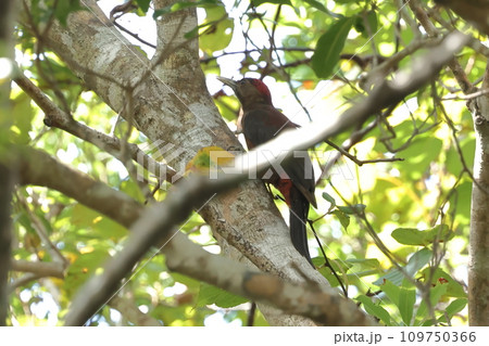 生き物 野鳥 ノグチゲラ、頑丈な脚と尾羽を使って器用に木の幹を登って行きます 生き物 野鳥 ノグチゲラ、頑丈な脚と尾羽を使って器用に木の幹を登って行きます 109750366