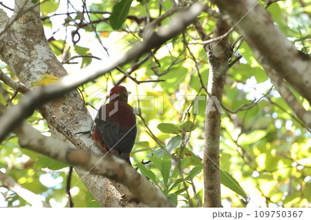 生き物 野鳥 ノグチゲラ、頭が赤いのはオスだそうです。他のキツツキと同様ですね 生き物 野鳥 ノグチゲラ、頭が赤いのはオスだそうです。他のキツツキと同様ですね 109750367