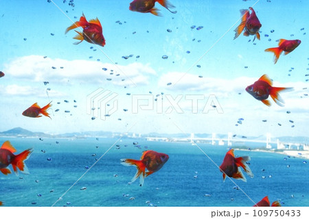 空を泳ぐ金魚　　 109750433