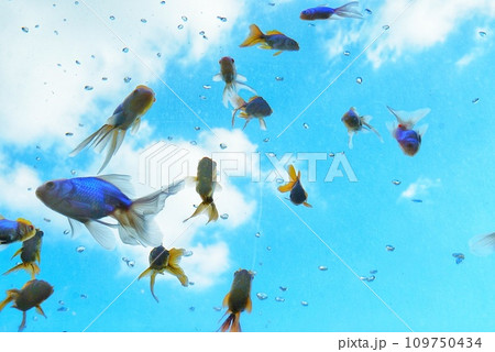 空を泳ぐ金魚　　 109750434