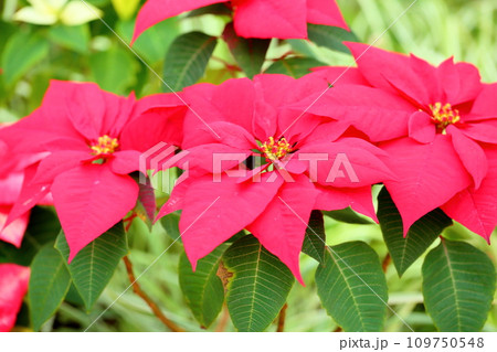 ポインセチアの花 ポインセチアの花 109750548