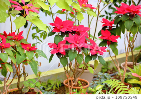 ポインセチアの花 109750549