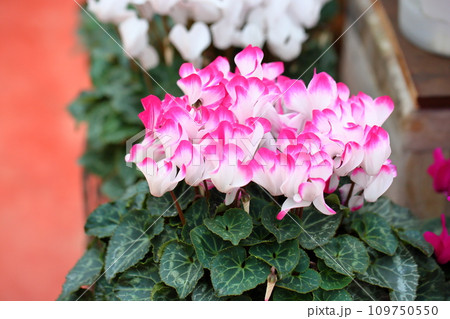 可愛いシクラメンの花 109750550
