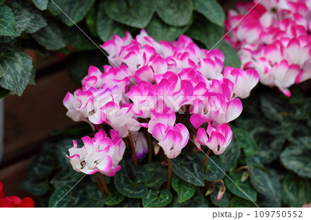 可愛いシクラメンの花 109750552