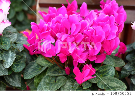 可愛いシクラメンの花 可愛いシクラメンの花 109750553