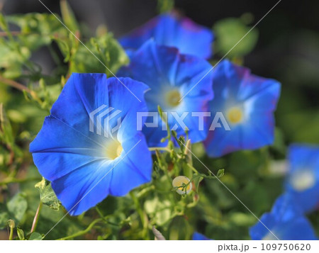 青いアサガオの花の群生 青いアサガオの花の群生 109750620