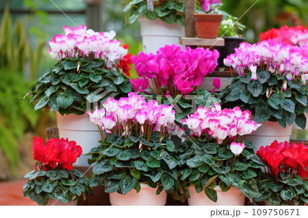 可愛いシクラメンの花 109750671