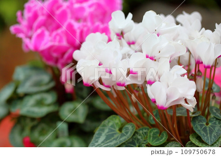 可愛いシクラメンの花 109750678