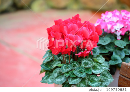 鮮やかシクラメンの花 109750681