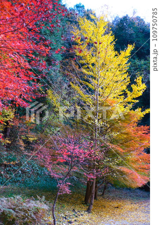 豊田市小原の四季桜と紅葉 豊田市小原の四季桜と紅葉 109750785