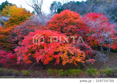 豊田市小原の四季桜と紅葉 109750788