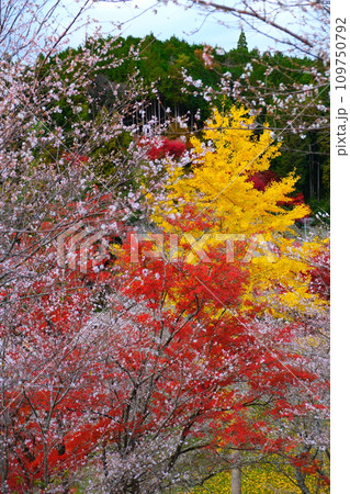 豊田市小原の四季桜と紅葉 109750792