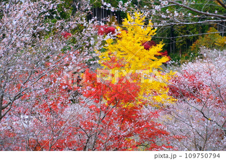 豊田市小原の四季桜と紅葉 109750794