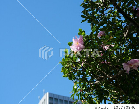 開花したサザンカの花 109750846