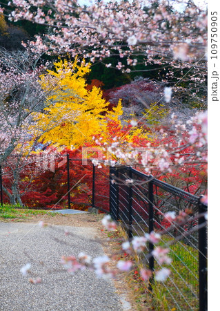 豊田市小原の四季桜と紅葉 109750905