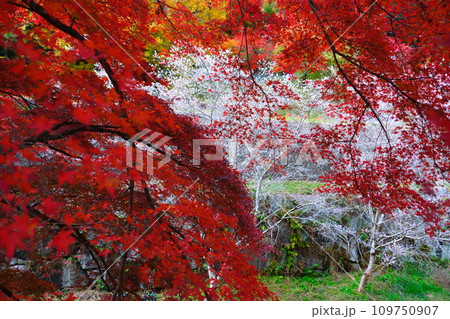 豊田市小原の四季桜と紅葉 109750907