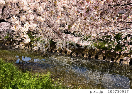 川にかかる桜 109750917