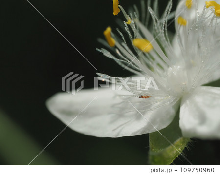 白さが際立つトキワツユクサの花に極小の虫 109750960