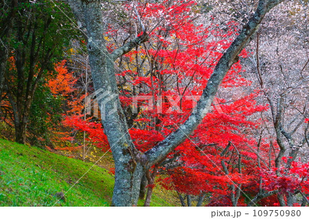 豊田市小原の四季桜と紅葉 豊田市小原の四季桜と紅葉 109750980