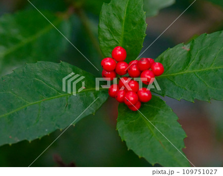 赤く美しい果実をつけるセンリョウカセンリョウ 109751027