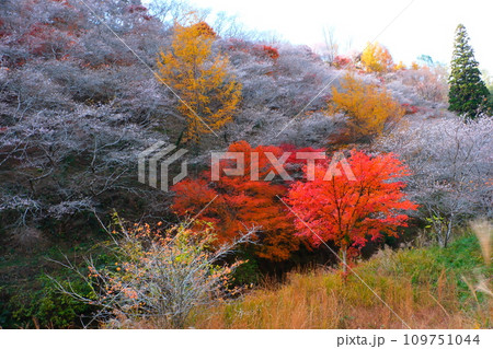 豊田市小原の四季桜と紅葉 豊田市小原の四季桜と紅葉 109751044