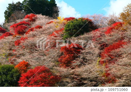 豊田市小原の四季桜と紅葉 109751060