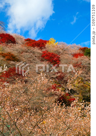 豊田市小原の四季桜と紅葉 豊田市小原の四季桜と紅葉 109751109
