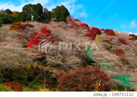 豊田市小原の四季桜と紅葉 109751112