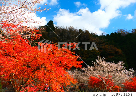 豊田市小原の四季桜と紅葉 109751152