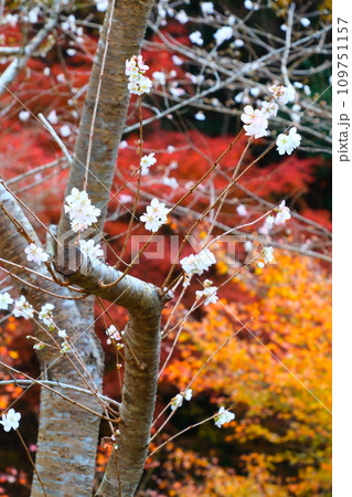 豊田市小原の四季桜と紅葉 豊田市小原の四季桜と紅葉 109751157