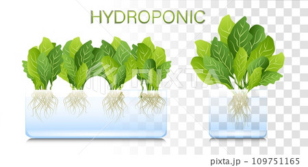 Portable hydroponic aeroponic system for eco-friendly growing of green lettuce, vegetables and herbs. organic vegetable garden 109751165