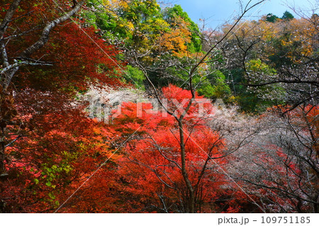 豊田市小原の四季桜と紅葉 109751185