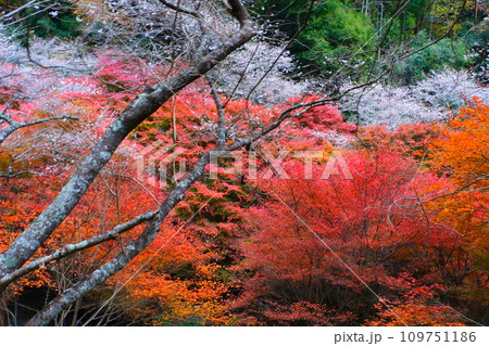 豊田市小原の四季桜と紅葉 109751186