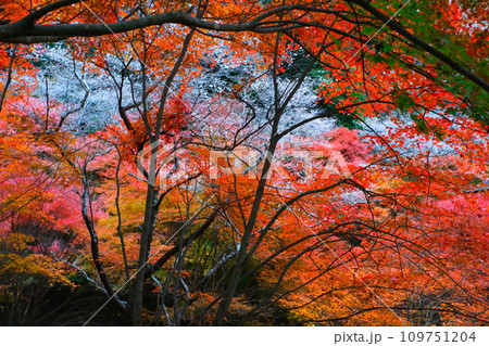 豊田市小原の四季桜と紅葉 109751204
