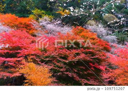 豊田市小原の四季桜と紅葉 109751207