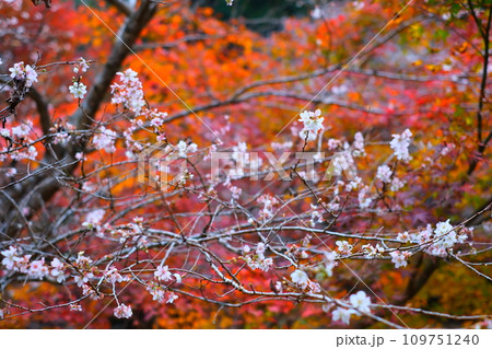 豊田市小原の四季桜と紅葉 109751240