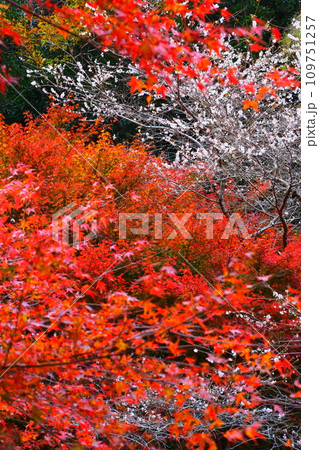 豊田市小原の四季桜と紅葉 109751257