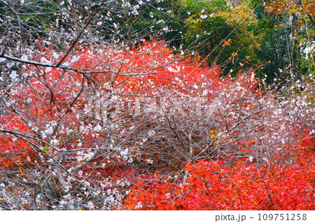 豊田市小原の四季桜と紅葉 109751258