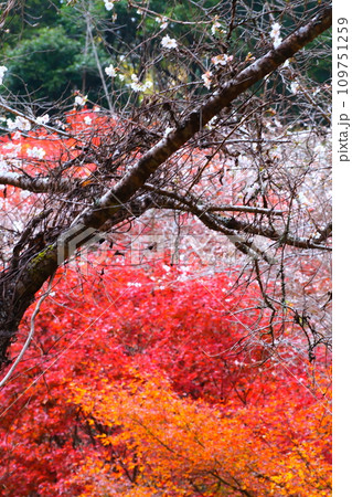 豊田市小原の四季桜と紅葉 豊田市小原の四季桜と紅葉 109751259