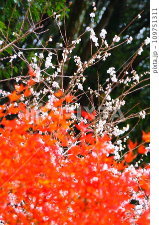 豊田市小原の四季桜と紅葉 豊田市小原の四季桜と紅葉 109751311