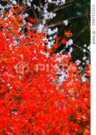 豊田市小原の四季桜と紅葉 豊田市小原の四季桜と紅葉 109751312