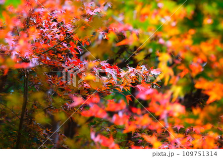 豊田市小原の四季桜と紅葉 豊田市小原の四季桜と紅葉 109751314