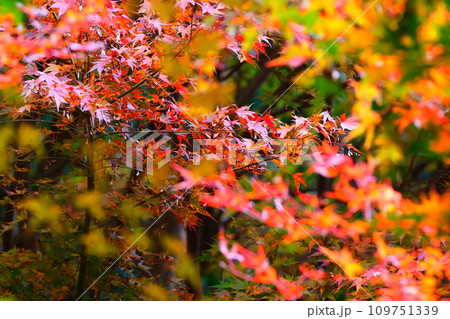 豊田市小原の四季桜と紅葉 豊田市小原の四季桜と紅葉 109751339