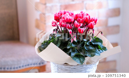 鉢植えのシクラメン 鉢植えのシクラメン 109751340