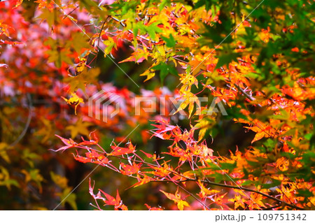 豊田市小原の四季桜と紅葉 109751342
