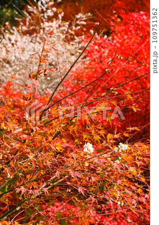 豊田市小原の四季桜と紅葉 豊田市小原の四季桜と紅葉 109751362