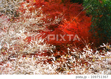 豊田市小原の四季桜と紅葉 109751367