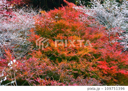 豊田市小原の四季桜と紅葉 109751396