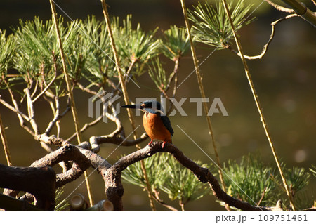 日本庭園に飛来したカワセミ 日本庭園に飛来したカワセミ 109751461